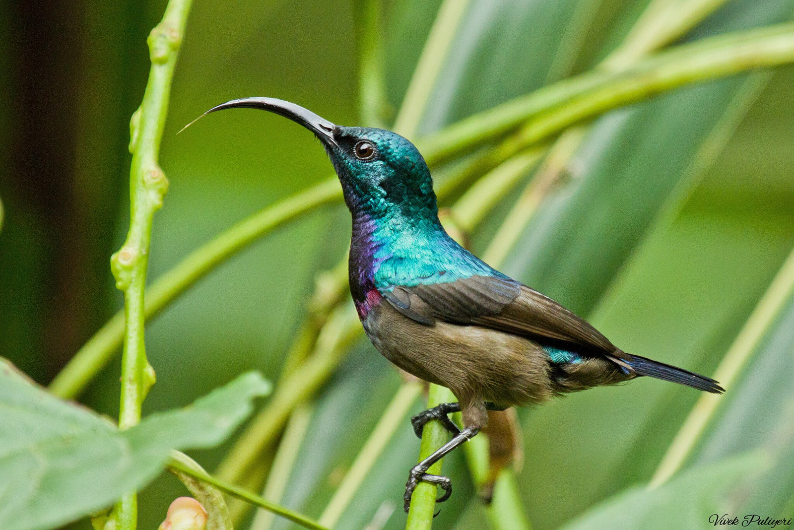 image Loten's Sunbird